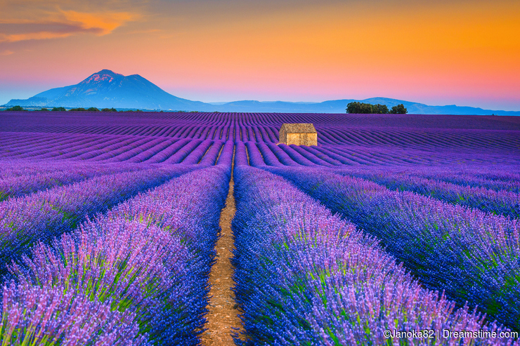 Paisagem de verão maravilhosa com campos de lavanda em Provence, Valensole, França