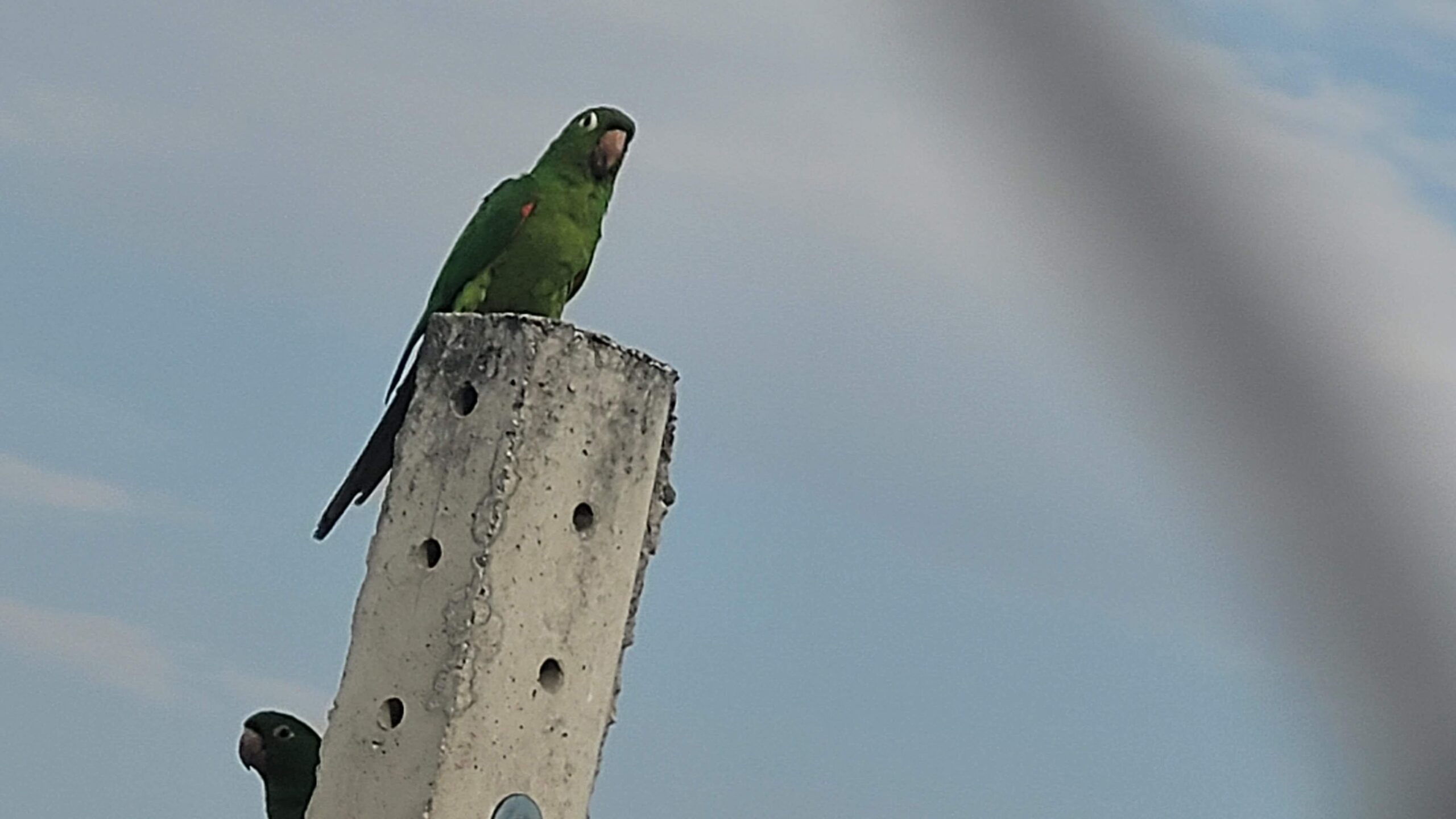 Imagem de um papagaio de uma foto tirada com o Motorola Moto Edge 20 Pro