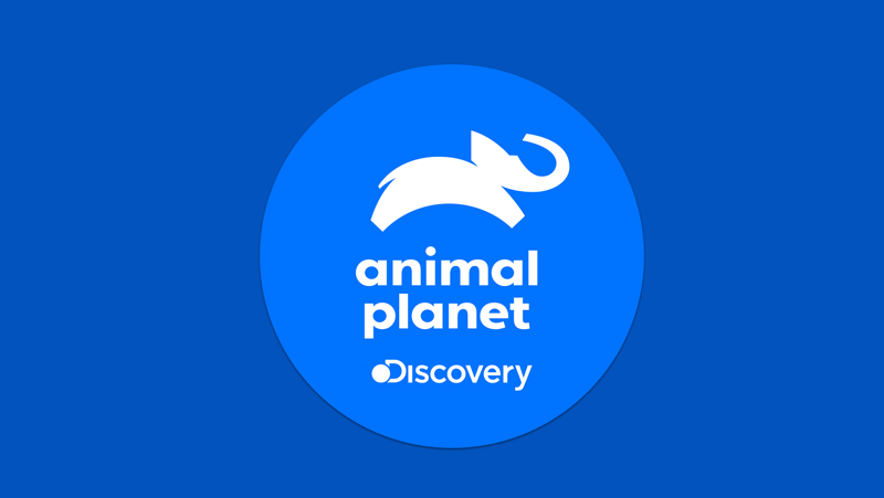 Animal Planet foca no mundo animal e está no DirecTV Go