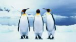 distribuições Linux semelhantes ao Windows