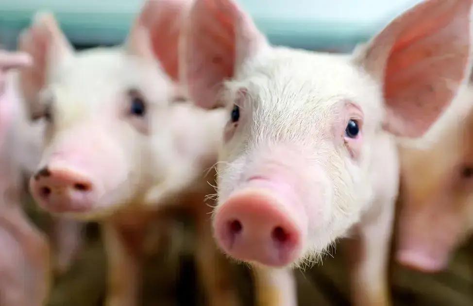 gene-edited pork