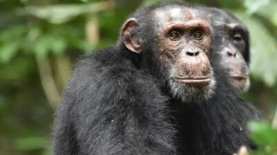 Adaptação genética de chimpanzés