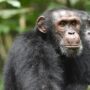 Adaptação genética de chimpanzés