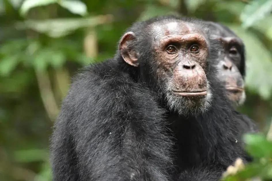 Adaptação genética de chimpanzés