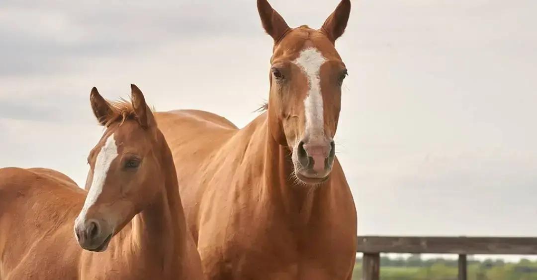 Cavalos transgênicos