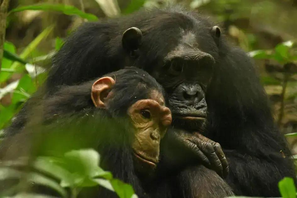 Comunicação entre chimpanzés