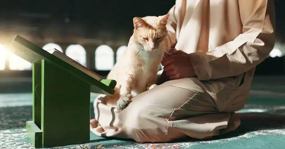 Islamismo e gatos