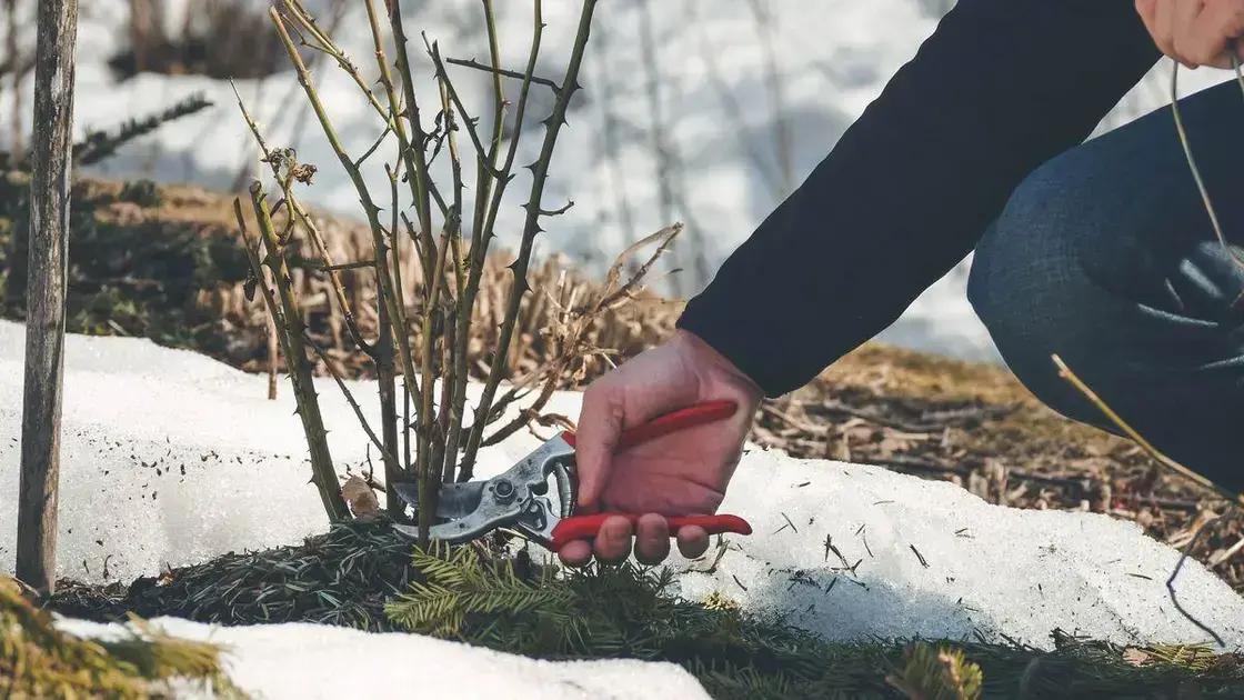 pruning techniques