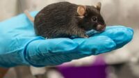 Cortes de financiamento no governo Trump levam ao sacrifício de animais de laboratório nos EUA