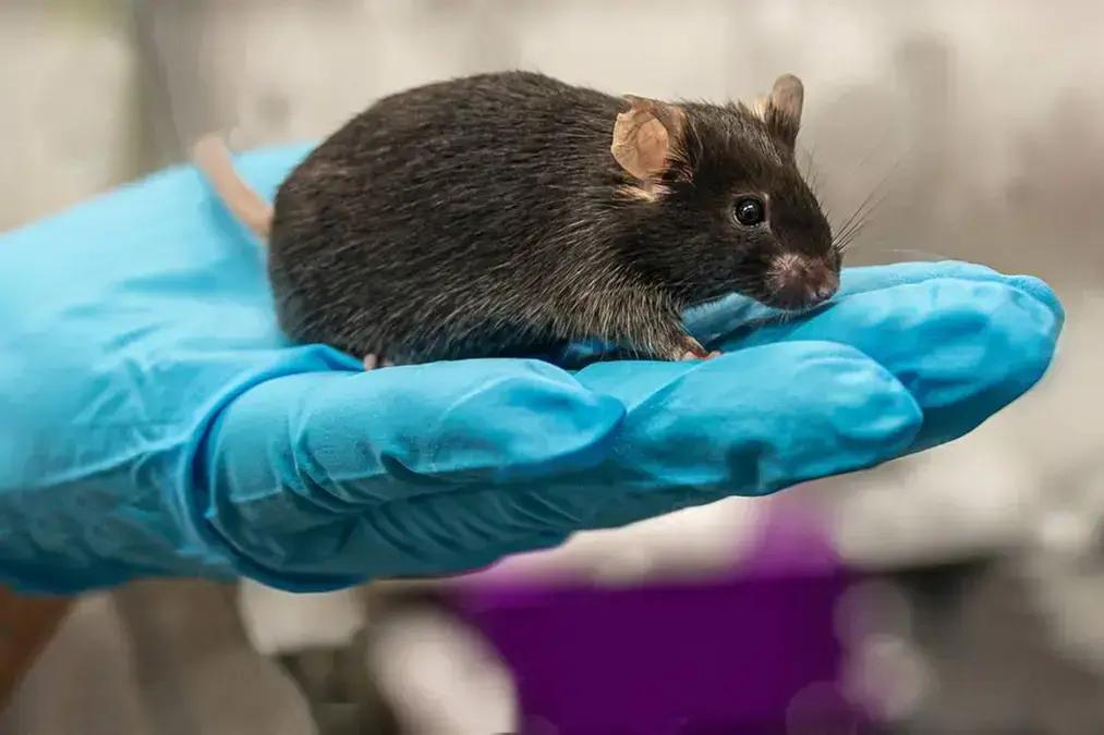 Cortes de financiamento no governo Trump levam ao sacrifício de animais de laboratório nos EUA