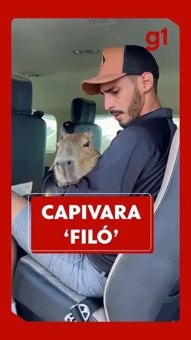 Influenciadores que exibem animais silvestres como pets geram polêmica no Brasil