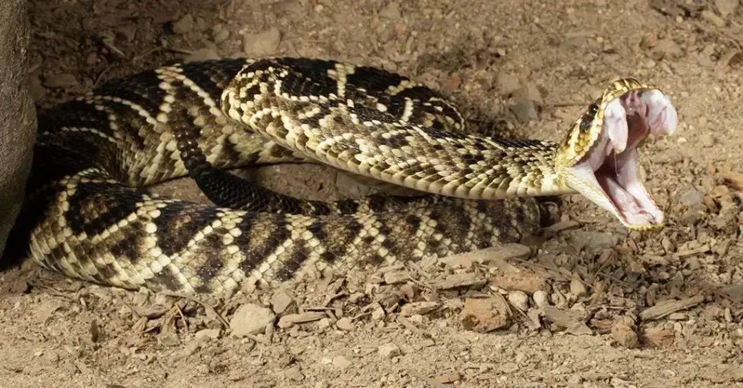 Homem picado por cobras mais de 200 vezes ajuda a desenvolver antídoto