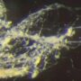 Cientistas identificam nova bactéria capaz de conduzir eletricidade