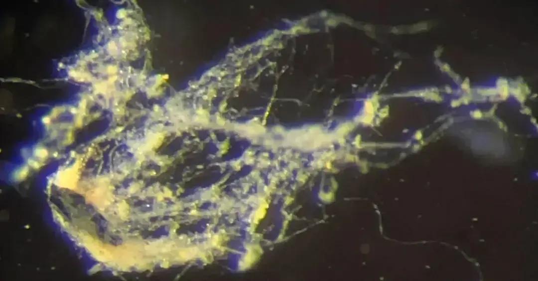 Cientistas identificam nova bactéria capaz de conduzir eletricidade