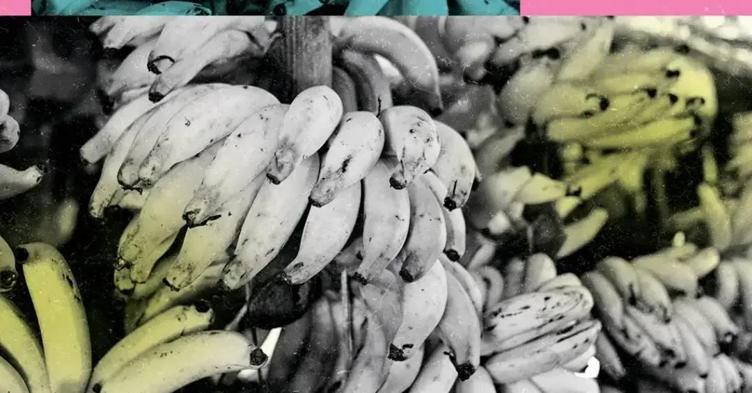 Cientistas desenvolvem banana geneticamente modificada que não escurece