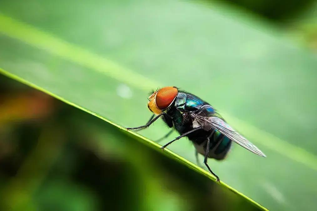 Bioética da extinção proposital de espécies: os dilemas por trás da decisão