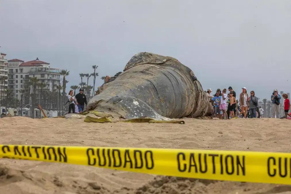 História da caça de baleias no Brasil e EUA: contrastes e impactos ambientais