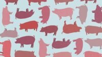 EUA aprovam carne suína geneticamente modificada para comercialização