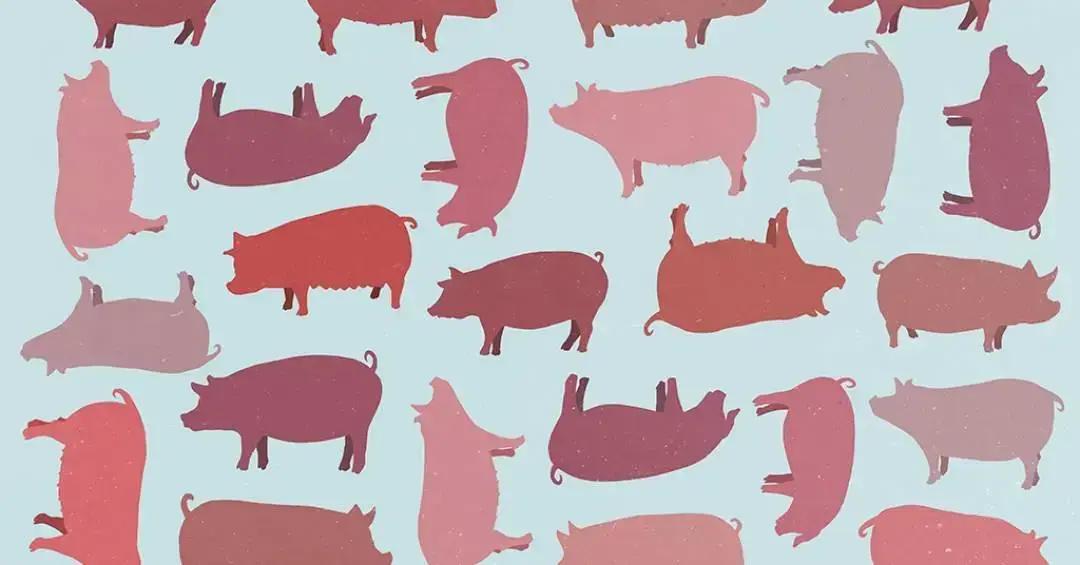 EUA aprovam carne suína geneticamente modificada para comercialização