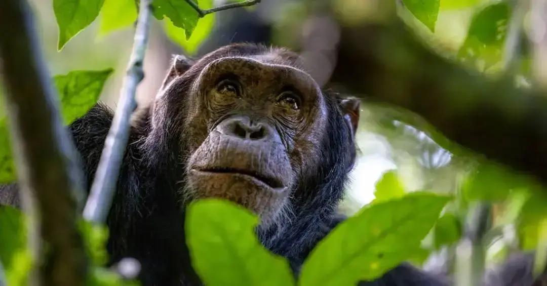 Chimpanzés usam pedras para bater em árvores como forma de comunicação, revela estudo