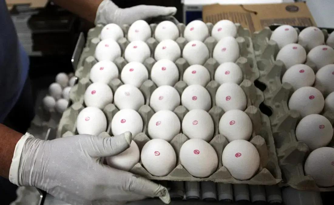 Global Eggs, de Ricardo Faria, compra granja na Espanha para expandir operações