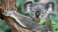 Impacto do Abate de Coalas na Austrália e suas Causas