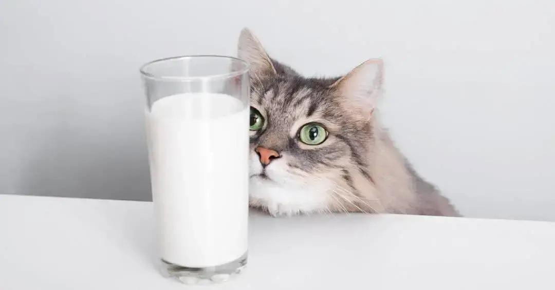 Por que dar leite a gatos pode ser prejudicial à saúde deles
