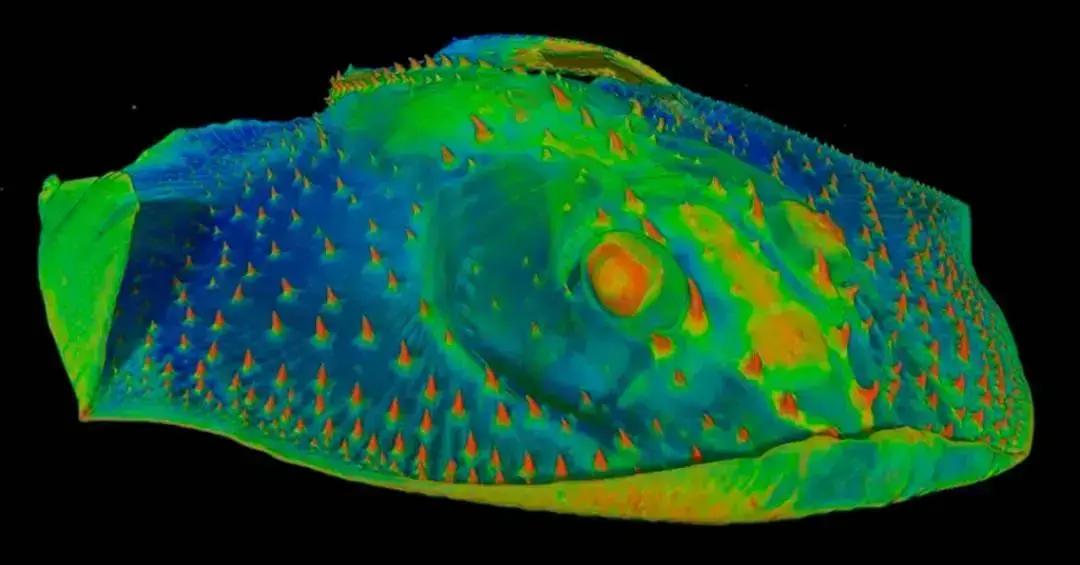 Estudo revela que os primeiros dentes de peixes não surgiram como os cientistas imaginavam
