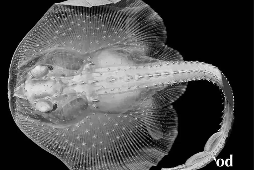 Dor de dente pode ter sido crucial para a sobrevivência de peixes ancestrais