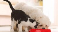 Estudo revela que cães e gatos estão ficando mais parecidos devido à domesticação