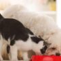 Estudo revela que cães e gatos estão ficando mais parecidos devido à domesticação