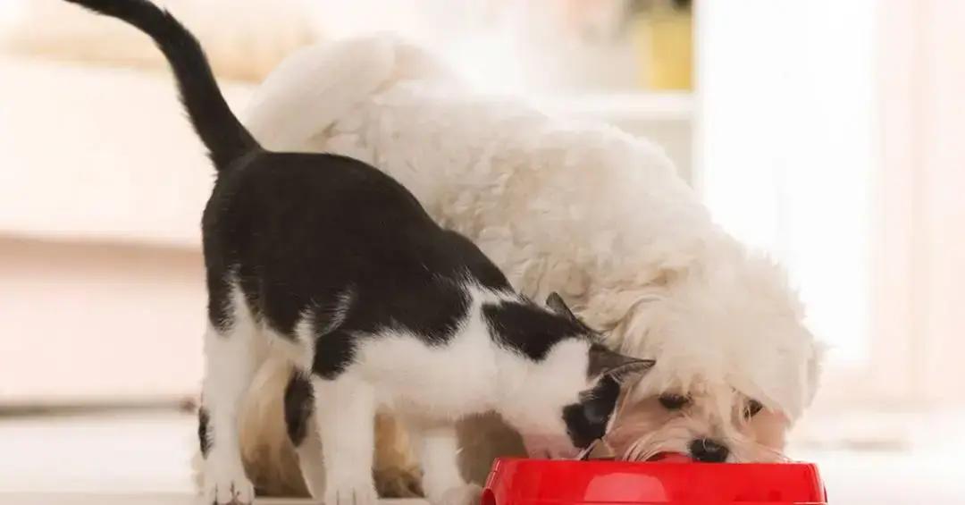 Estudo revela que cães e gatos estão ficando mais parecidos devido à domesticação