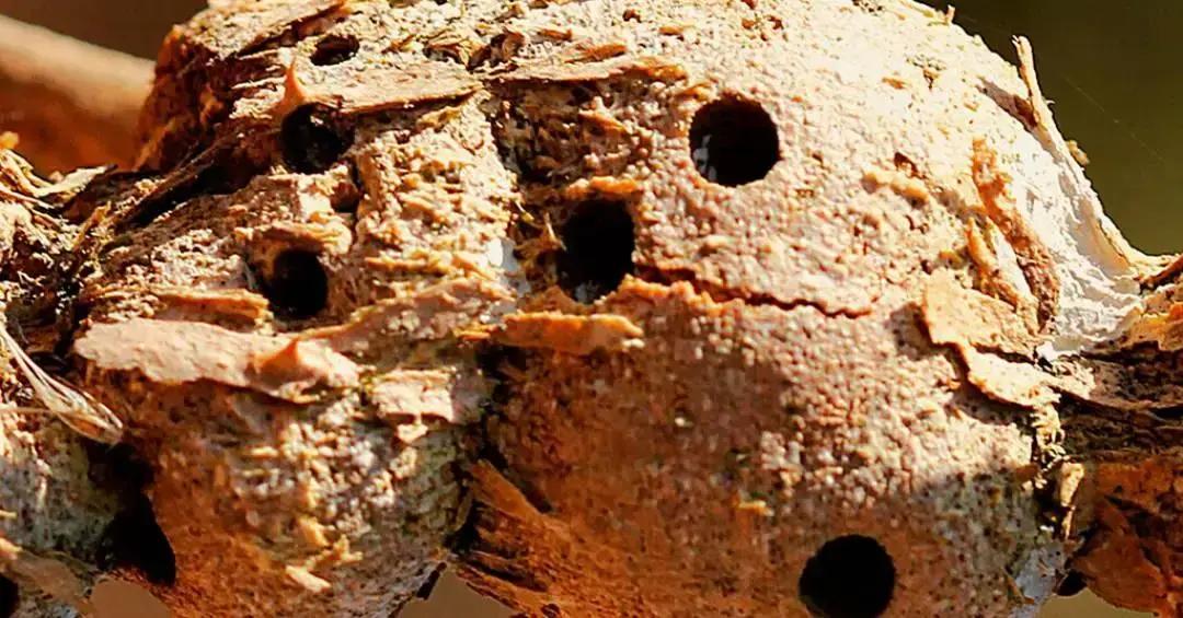 Plantas do Cerrado protegem larvas contra incêndios