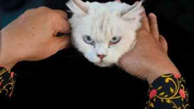Estudo revela que gatos reconhecem o cheiro de seus tutores