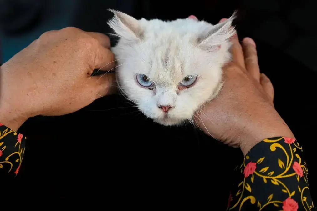 Estudo revela que gatos reconhecem o cheiro de seus tutores