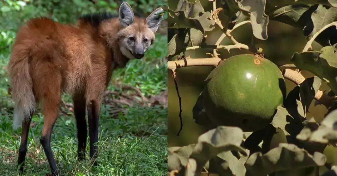 Fruta-do-lobo, alimento dos lobos-guará, pode ajudar no combate ao câncer de bexiga