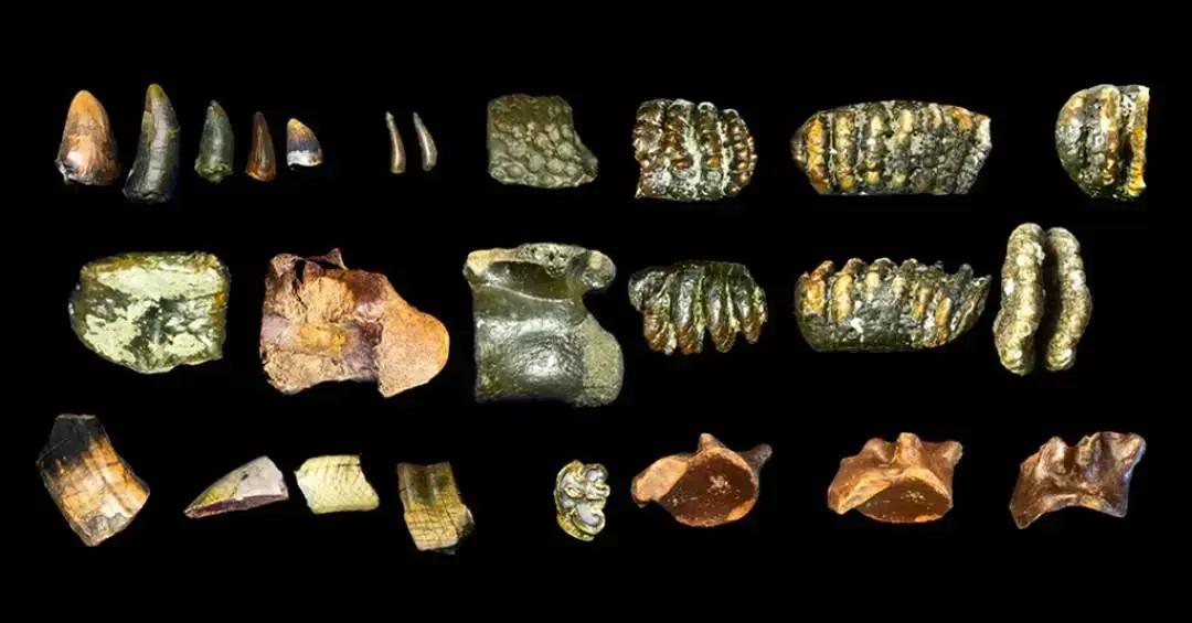 Fóssil de hominídeo de 140 mil anos é descoberto no mar da Indonésia