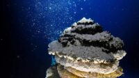 Fundo do oceano: menos de 0,001% é conhecido pela ciência