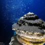 Fundo do oceano: menos de 0,001% é conhecido pela ciência