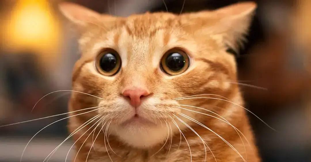 Por que gatos machos são laranjas e fêmeas são malhadas? A ciência explica