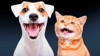 Por que alguns gatos parecem sorrir como cachorros? Entenda o comportamento
