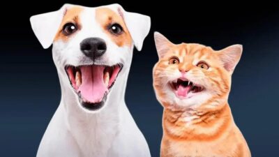 Por que alguns gatos parecem sorrir como cachorros? Entenda o comportamento