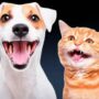 Por que alguns gatos parecem sorrir como cachorros? Entenda o comportamento