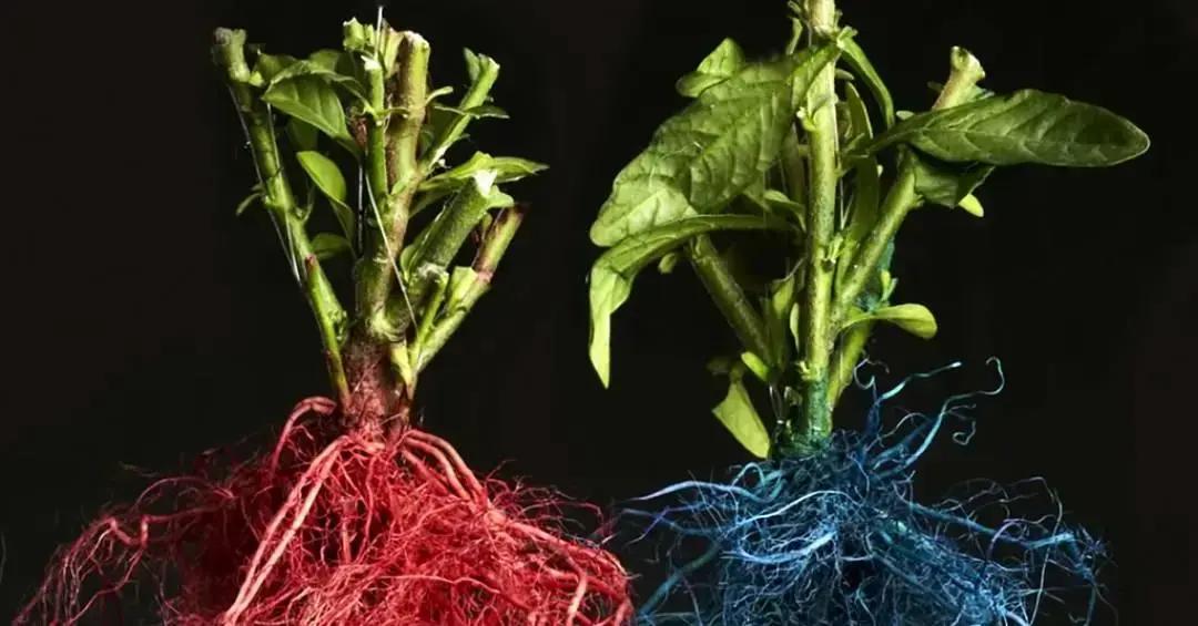 Gene responsável pela formação de raízes é mais antigo do que se imaginava