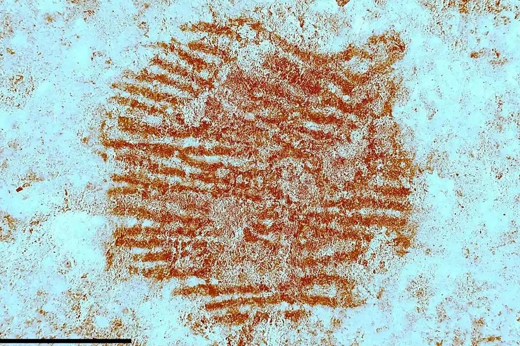 Descoberta na Espanha revela impressão digital mais antiga de neandertal