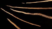 Neandertais desenvolveram lanças de madeira há 200 mil anos, revela estudo