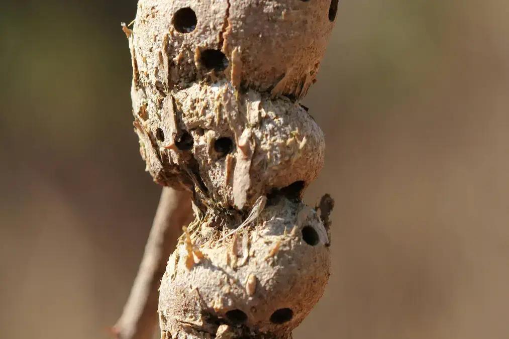 Estrutura vegetal protege larvas de incêndio em Minas Gerais