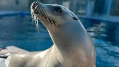 Leoa-marinha supera humanos em habilidades rítmicas, revela estudo