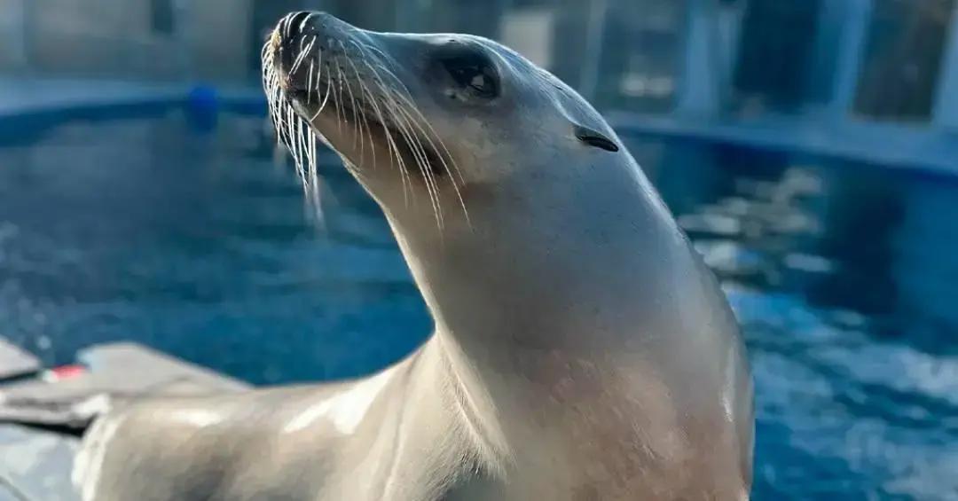 Leoa-marinha supera humanos em habilidades rítmicas, revela estudo