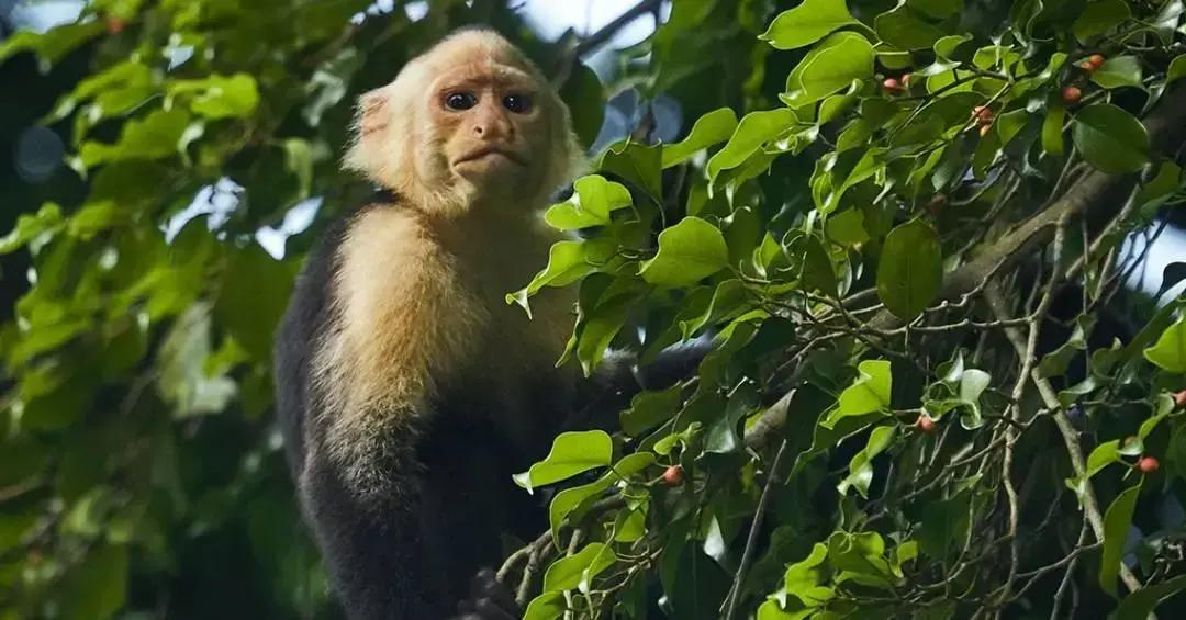 Macacos-prego adolescentes sequestram filhotes de bugios por tédio na Ilha Jicarón